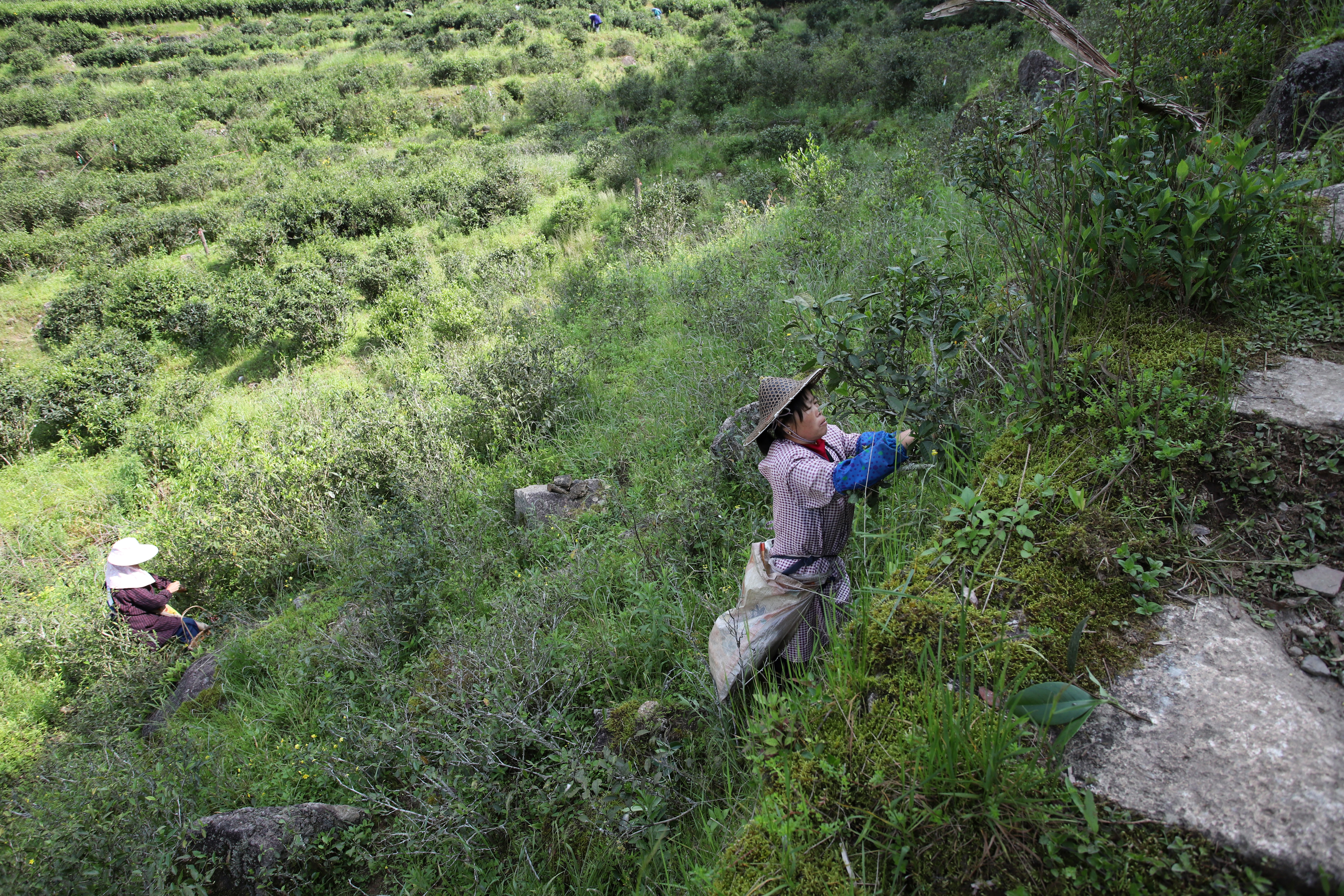 正宗武夷山桐木关武夷野茶,武夷山桐木关红茶野茶