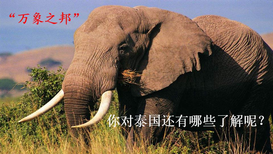 五年级下册与象共舞的作者是谁,与象共舞语文五年级下册老版