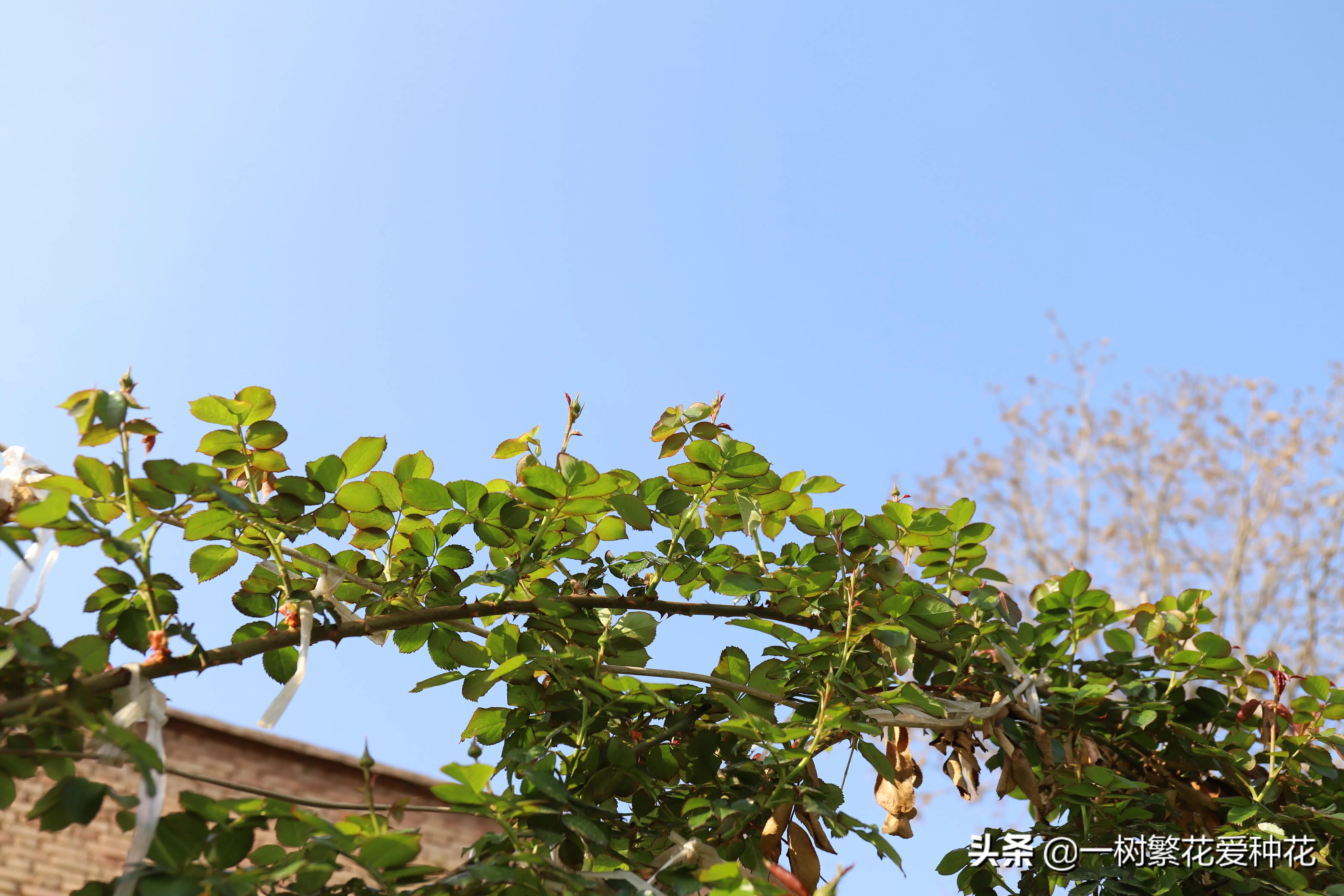 月季开花晒了太阳蔫了补救,月季叶子枯萎像缺水了一样