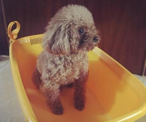 11个缩短你寿命的习惯,贵宾犬吃什么能延长寿命