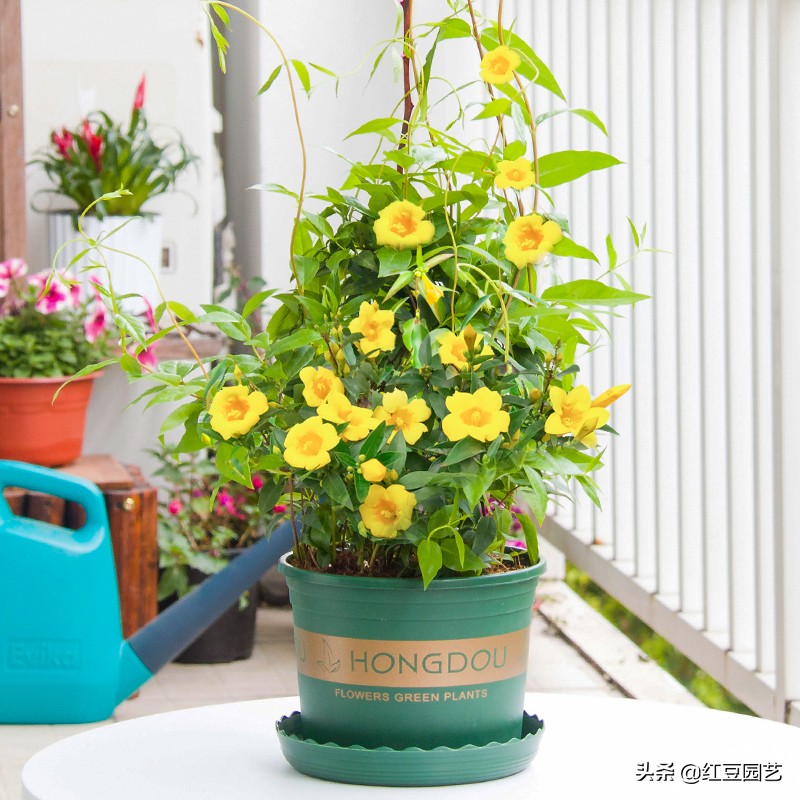 香水茉莉花冬季开花吗,法国香水茉莉花怎么养才能开花