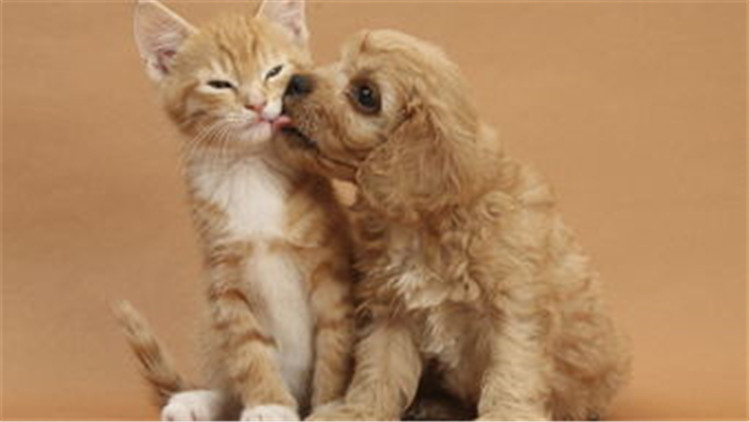 狗狗配种的4个正确方法，不错过最佳时间