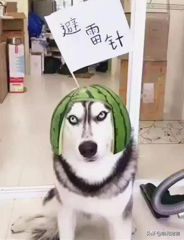 抖音狗狗颜值排行前十的狗,盘点抖音最火宠物狗