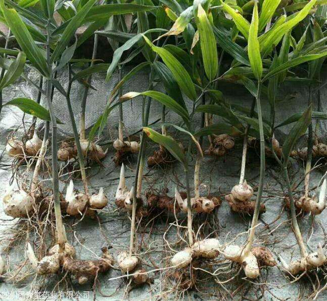 鸡头黄精种植前景,种植黄精药材未来的市场怎么样