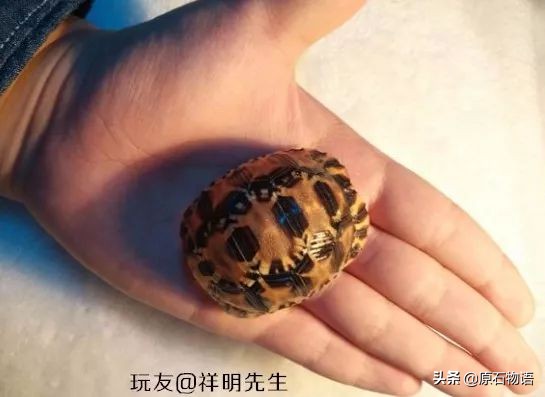 文玩要盘得好包浆请远离四大克星,盘龟壳会玉化包浆后效果视频