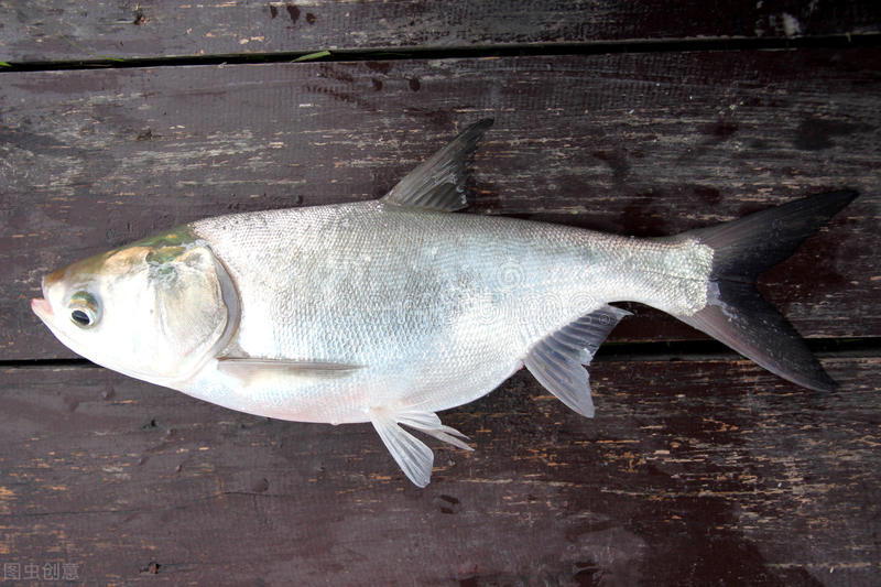 白鲢和花鲢哪个更好养,白鲢跟花鲢哪个更好钓
