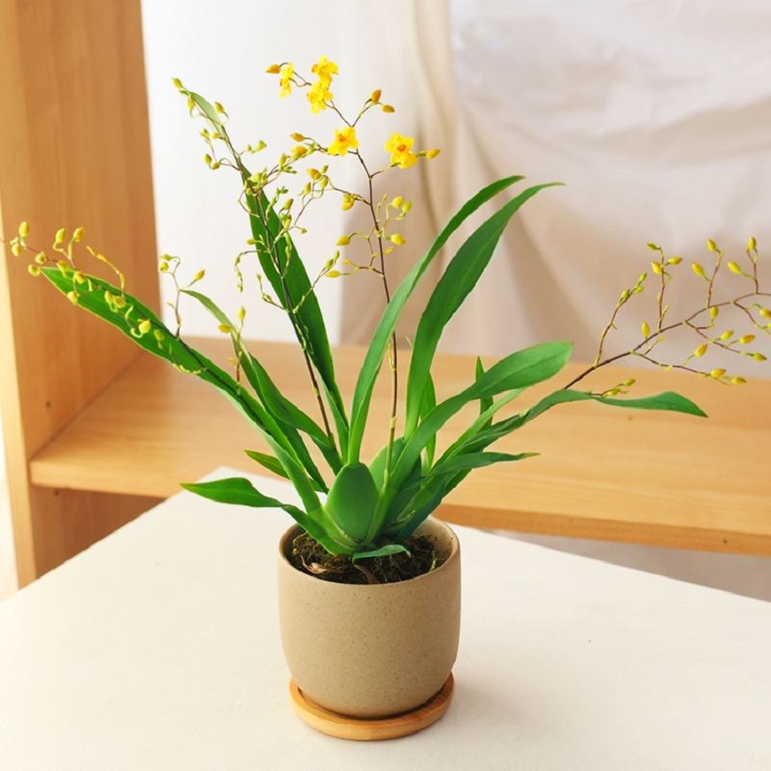 文心兰花形图片,好养易活兰花文心兰