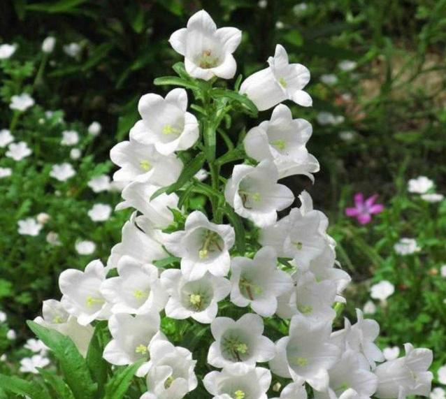 腊梅种花盆,腊梅花种子好种