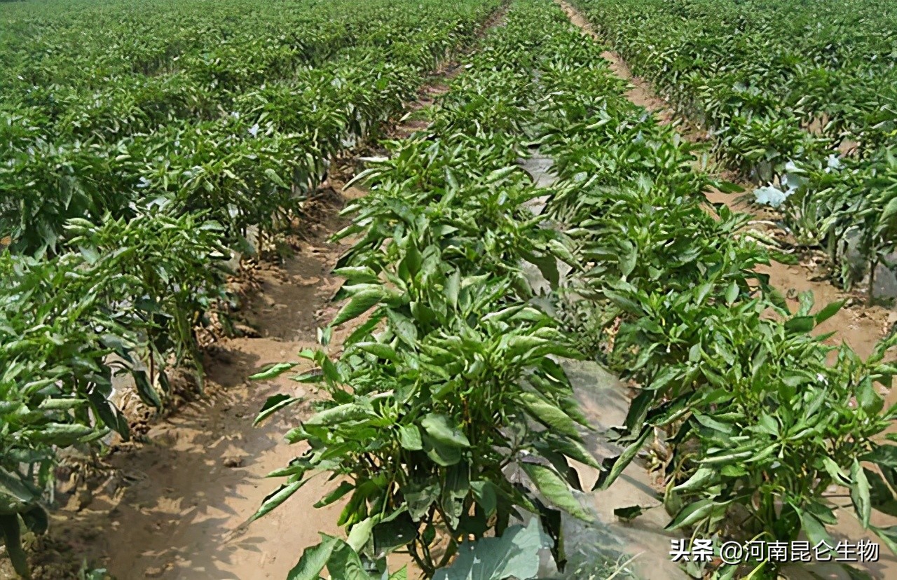 多菌灵对辣椒烂根有效果吗,辣椒烂果烂根图片和防治方法