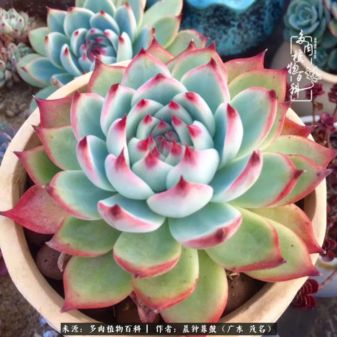 轻轻地告诉你,我的多肉也曾美过,不信你看看