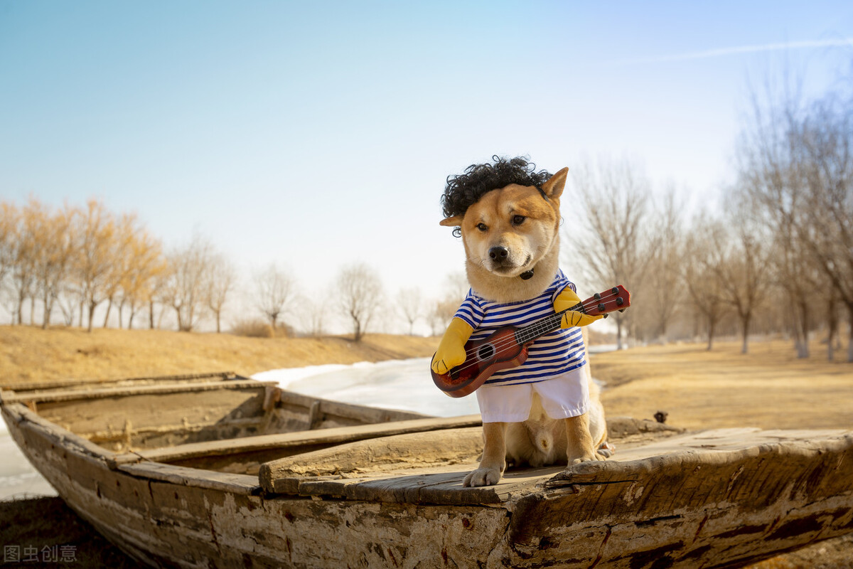 为什么不能养日本柴犬呢,柴犬有什么优点怎么那么呆萌可爱