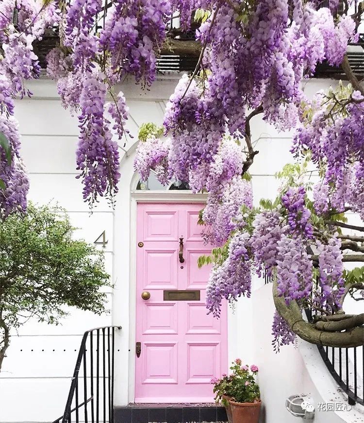 紫藤花开不负春光不负卿什么意思,紫藤花开岁月静好