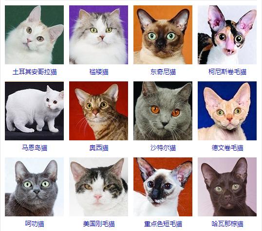 男生初次养猫养公猫还是母猫,初次养猫是公猫好还是母猫好