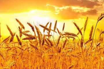 怎样做到有心机的人,怎么才能有心机