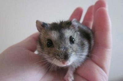 仓鼠怎么样才能让它装死,仓鼠进入装死状态怎么办