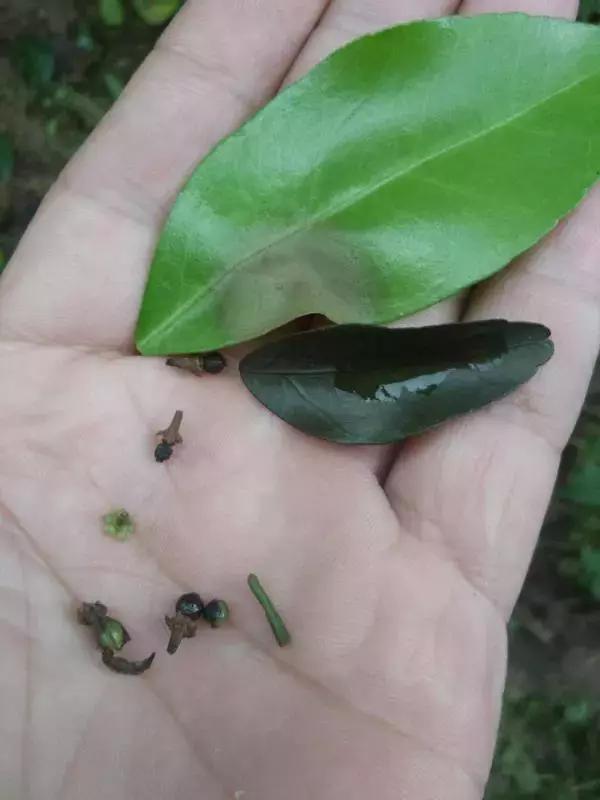 春季柑橘树预防什么病虫害,柑橘病虫害施药时间表