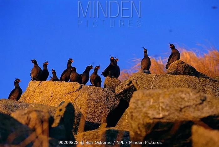 有妹撩妹，无妹防虫，鸟儿的橘味香水这么神奇呢？