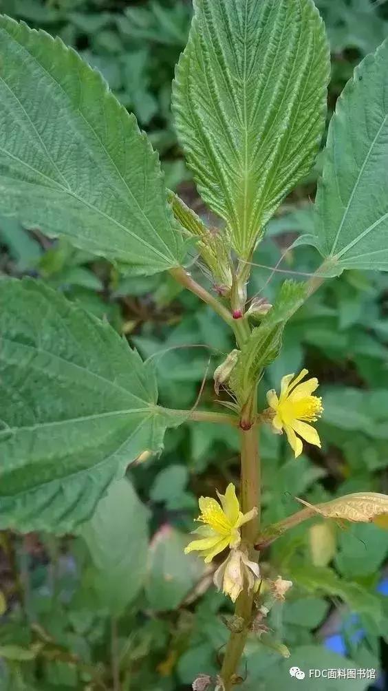 能用来制作面料的植物知多少？（下）