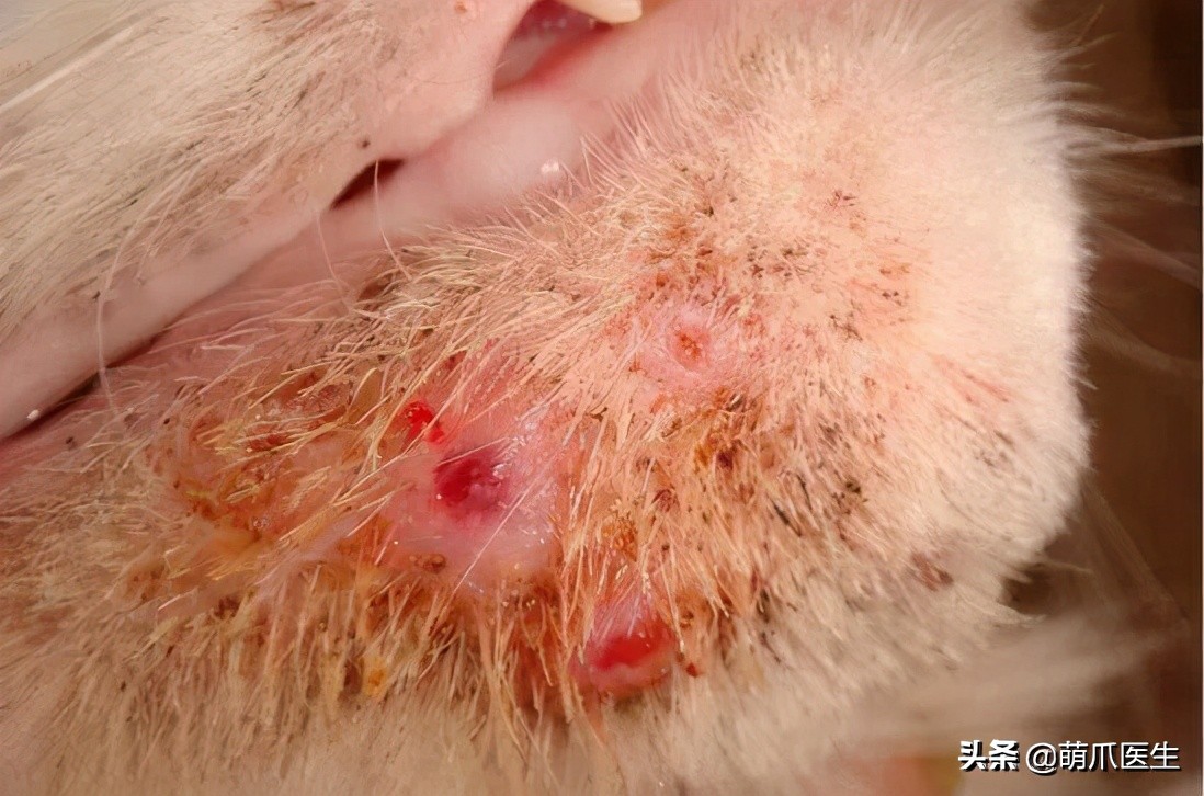 给猫挤黑头，结果挤出5颗“白色米粒”……