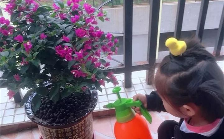 养花技巧土壤板结,养花小技巧土壤变酸变碱