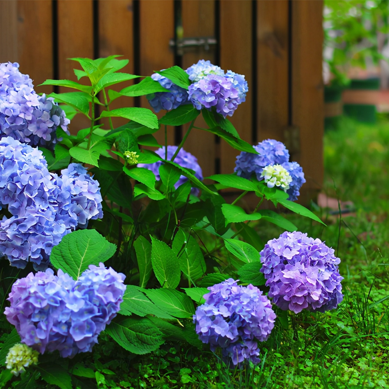 绣球花哪款好看,值得推荐的绣球花
