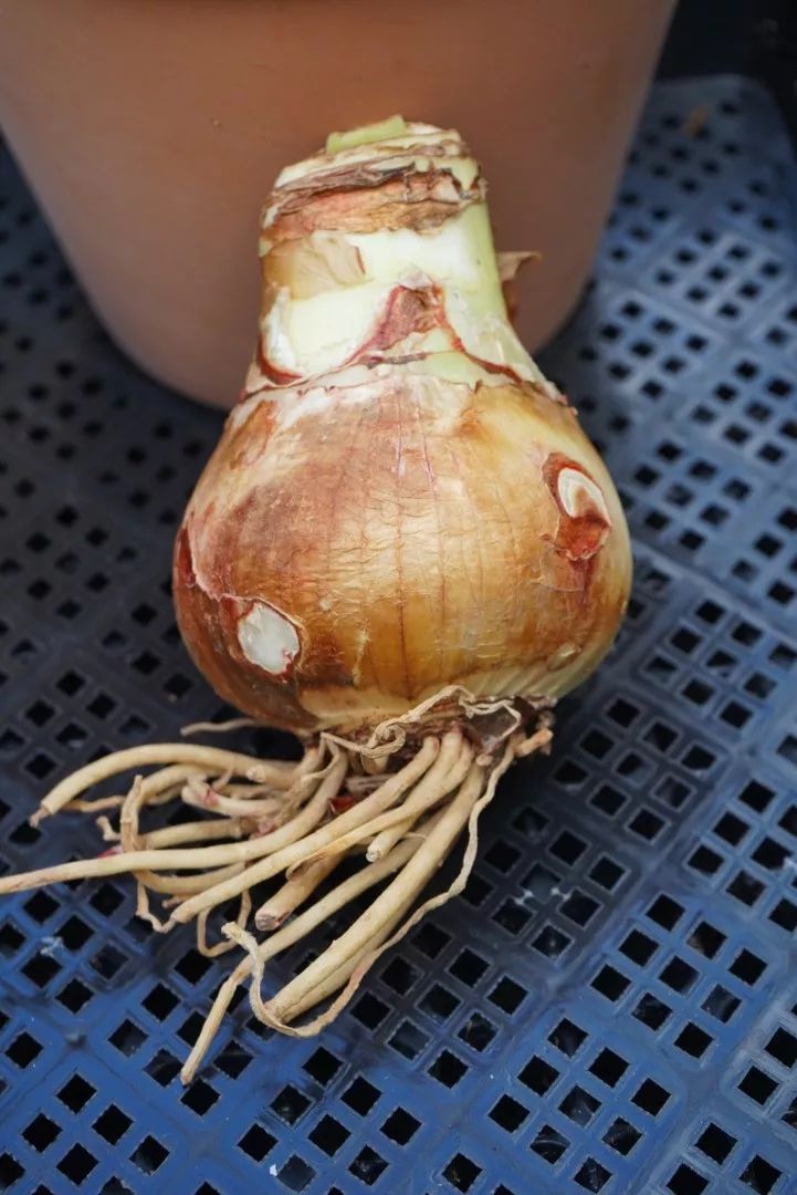 朱顶红为什么老是烂球,怎么才能让朱顶红不生小球