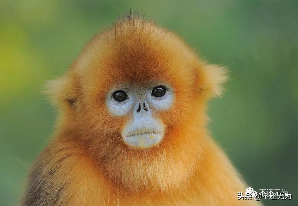 养宠物猴子,养宠物为什么不能养猴子