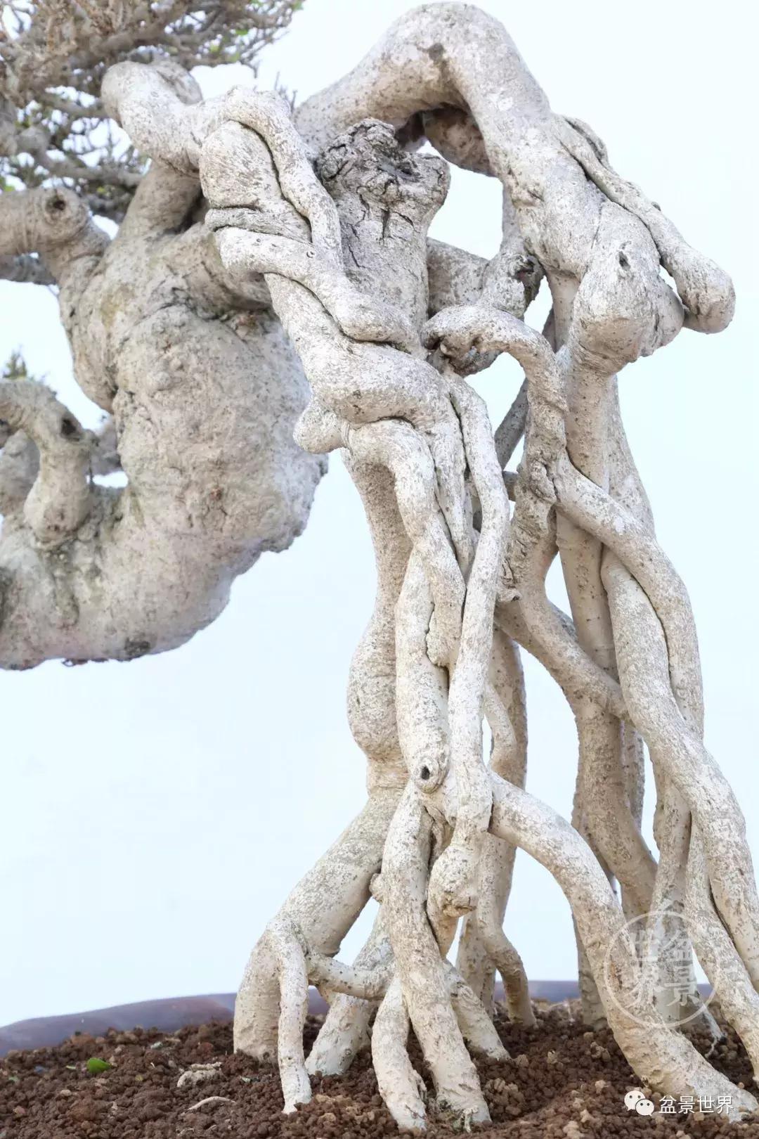 根艺盆景大全欣赏,文人根艺盆景精品大全图