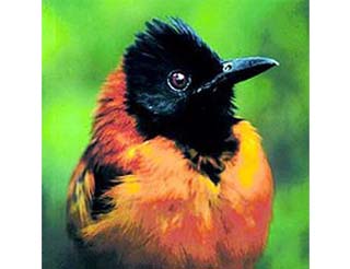 鸩鸟确实存在吗,鸩鸟真的存在吗