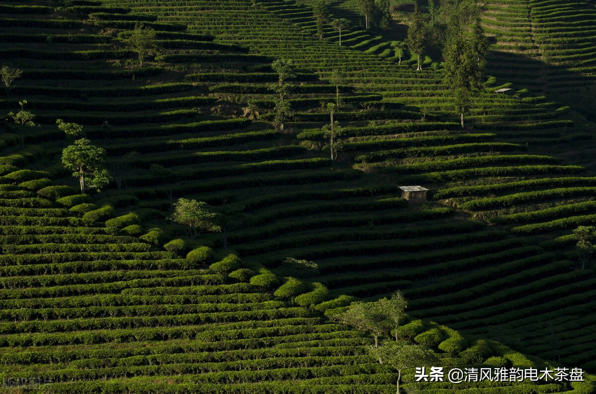 云南六大茶山普洱茶价格,六大茶山2012年黄印品牌普洱茶