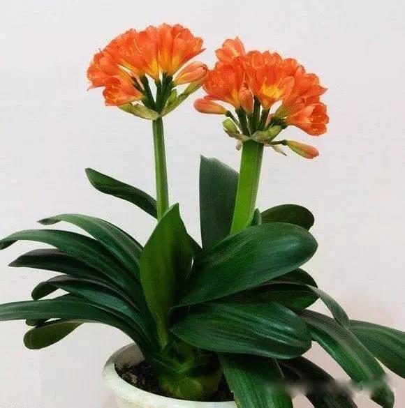 送给喜欢种花的人什么礼物,想养花却把花养死