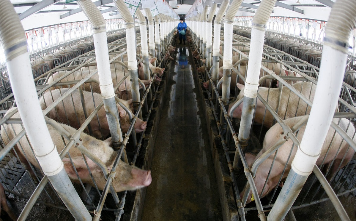 猪舍里的氨气对猪的危害有多大,猪舍氨气解决方法