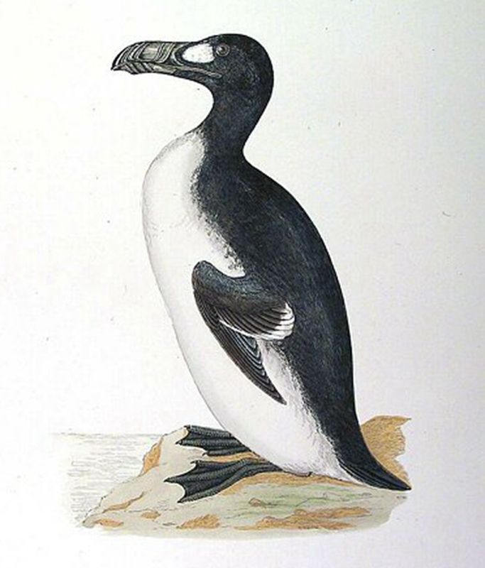 让人惊叹的动物有哪些,令人惊艳的17种动物绝对罕见