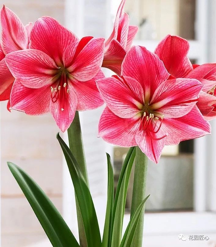 朱顶红为什么老是烂球,怎么才能让朱顶红不生小球