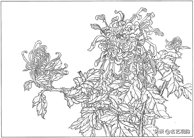 工笔画白描花卉图片大全,工笔画线描花卉菊花