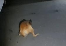 流浪狗脚萎缩只能「袋鼠跳」,生存艰难,终被好心人在车底发现