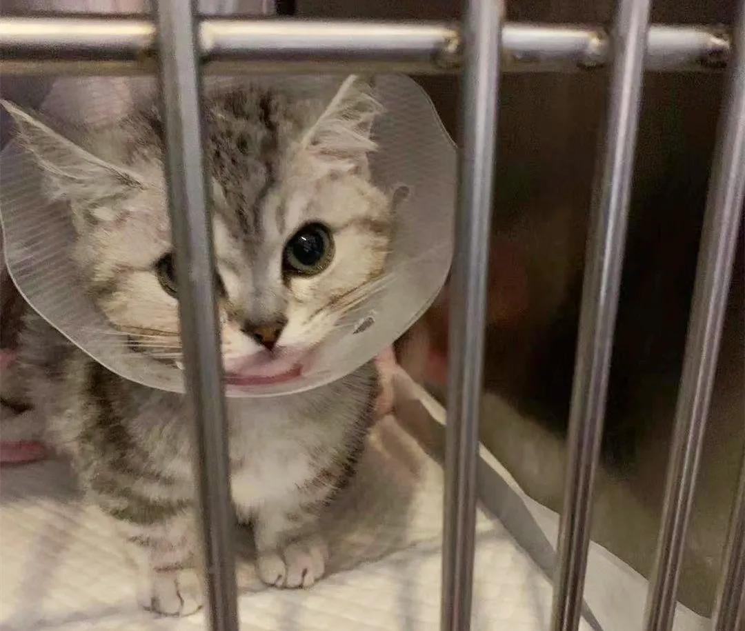 猫咪生病铲屎官上班怎么办,铲屎官治什么病