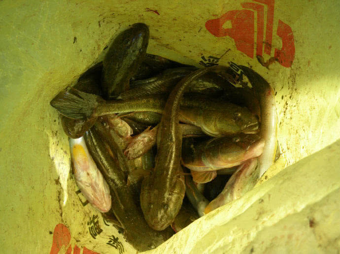 它一生只活一年，我们叫它“扔巴鱼”