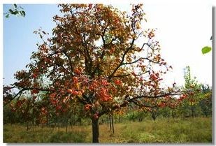 苗价格最新行情,哪4种东西将迎来涨价