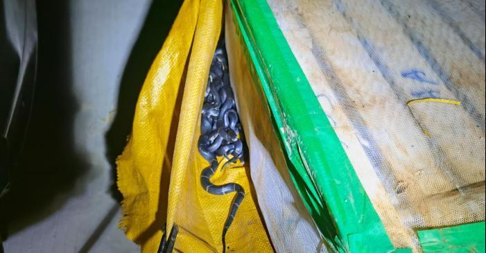 查获眼镜蛇,广东查获900斤眼镜蛇