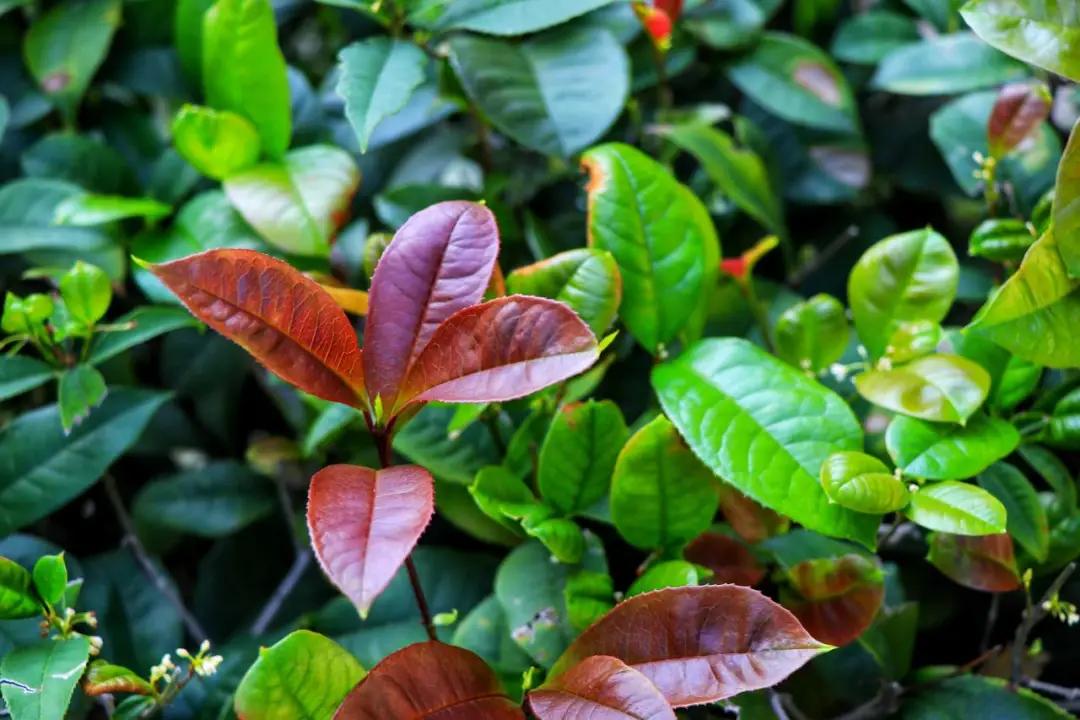 福州职业中专学校风景,福州职业技术学院校园图