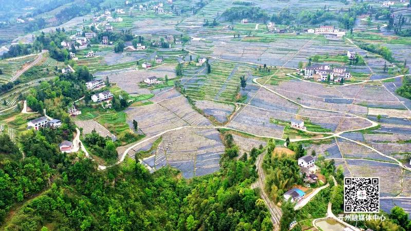 重庆斗茶大赛,重庆市斗茶大赛