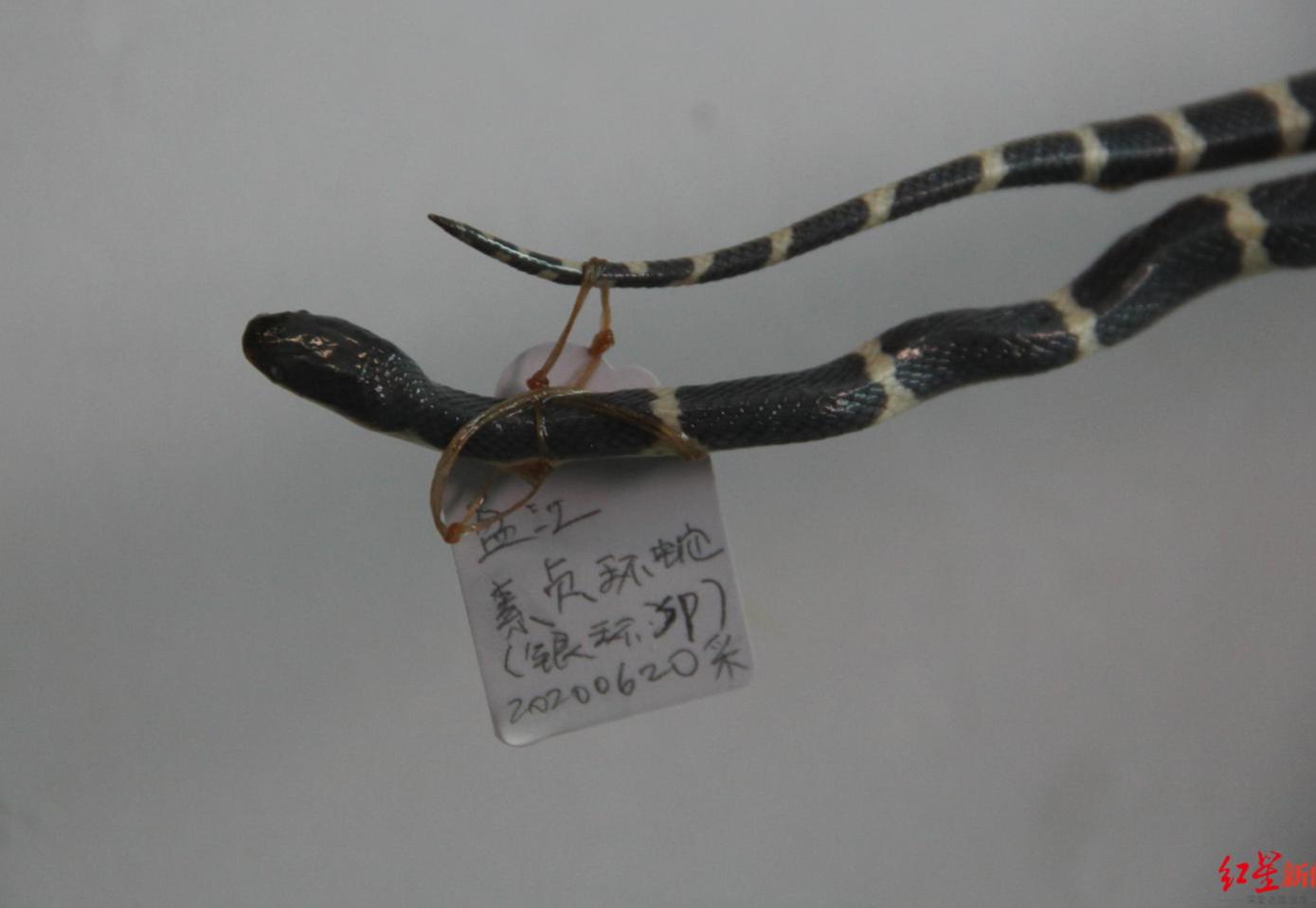 素贞环蛇与银环蛇哪个更毒,素贞环蛇与银环蛇哪种毒性更强