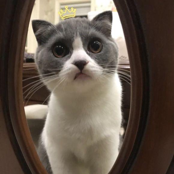 猫咪换牙牙齿是怎么样的,换牙期猫咪牙齿出血怎么办