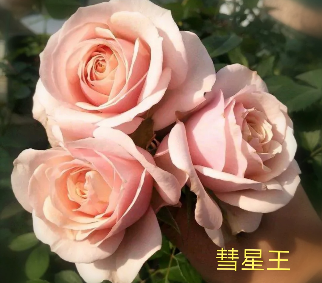 阳台系列月季品种大全,微型月季藤本月季