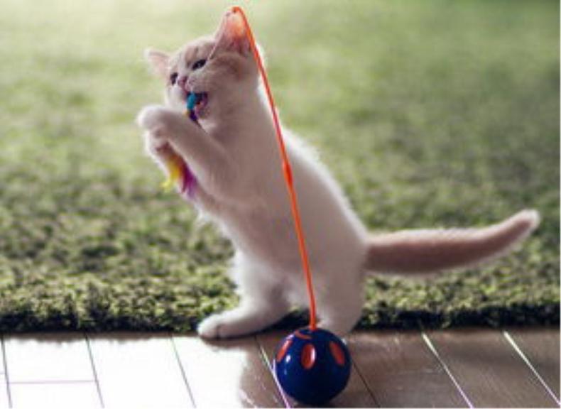 猫咪圈地行为,怎么整治猫咪往外跑的坏习惯