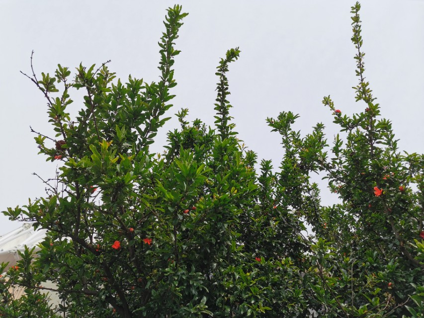 青岛高新区的公园让人们享受,青岛有个特别美的地方