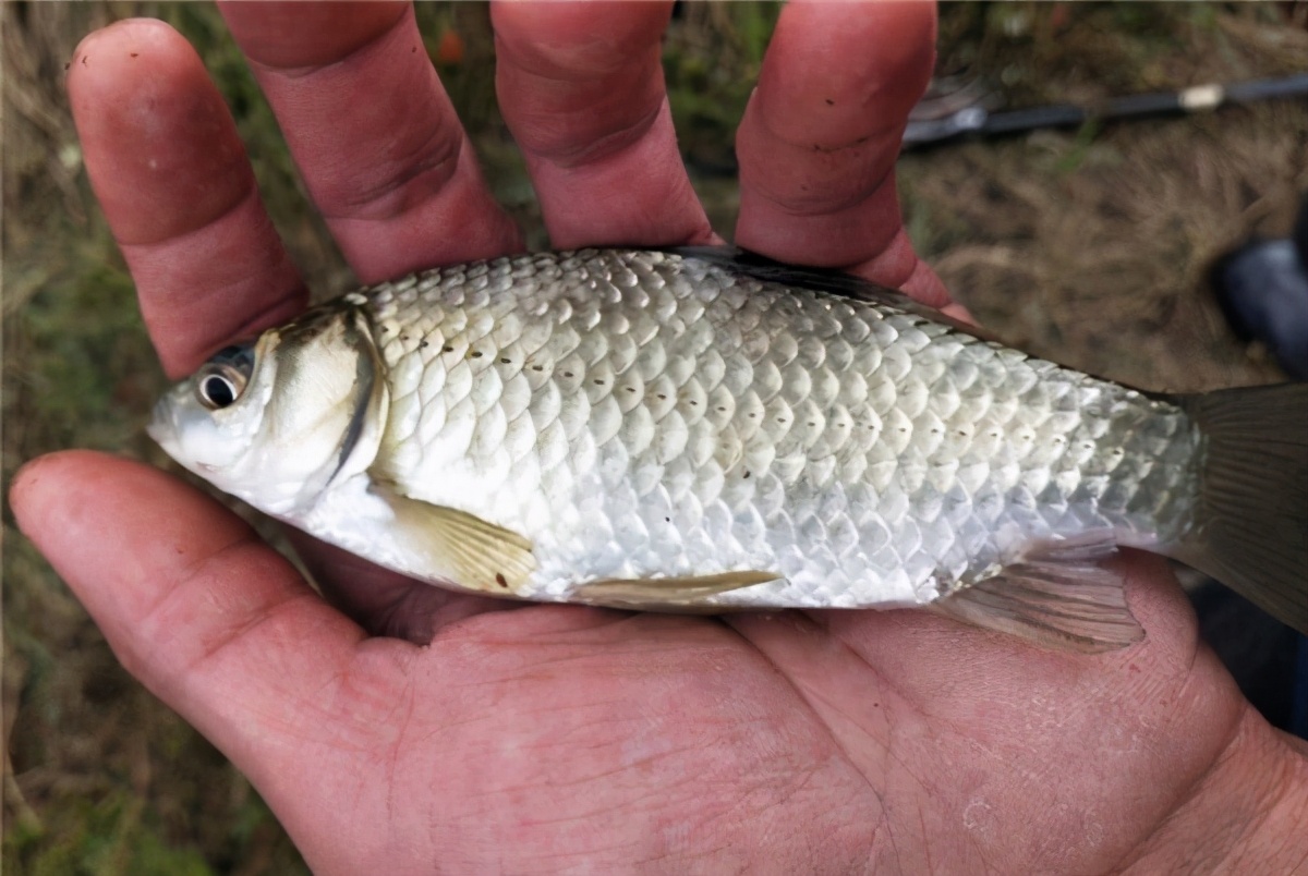 买鲫鱼和鲤鱼有什么区别,买鲫鱼大的好还是小的好