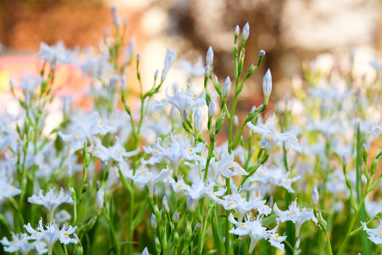 巴中市第四中学西华山春游,春游高一