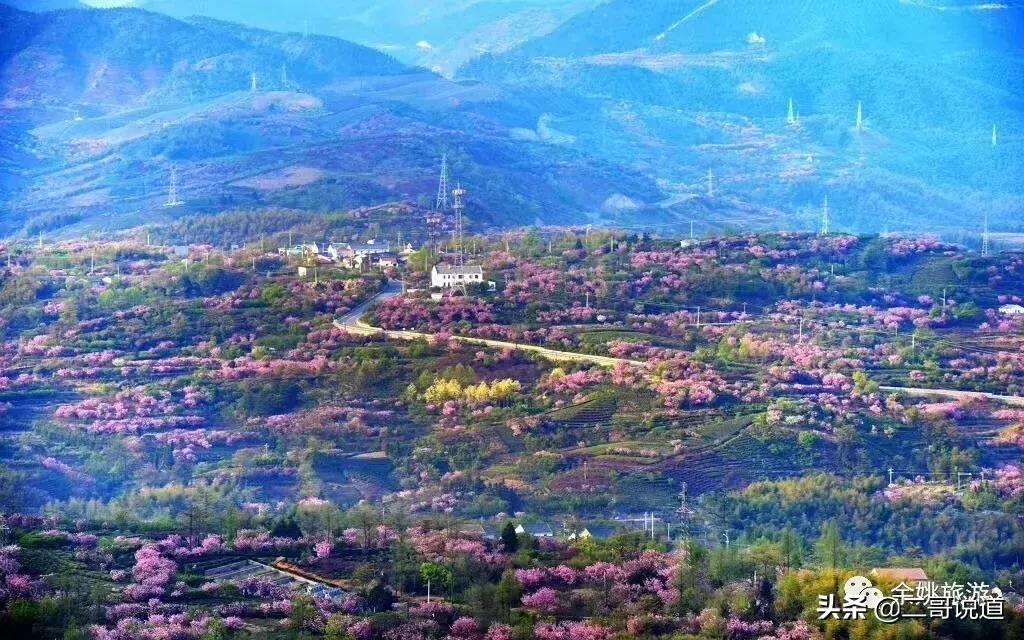 浙江看日本樱花最佳地方,浙江赏樱花最佳地排行榜